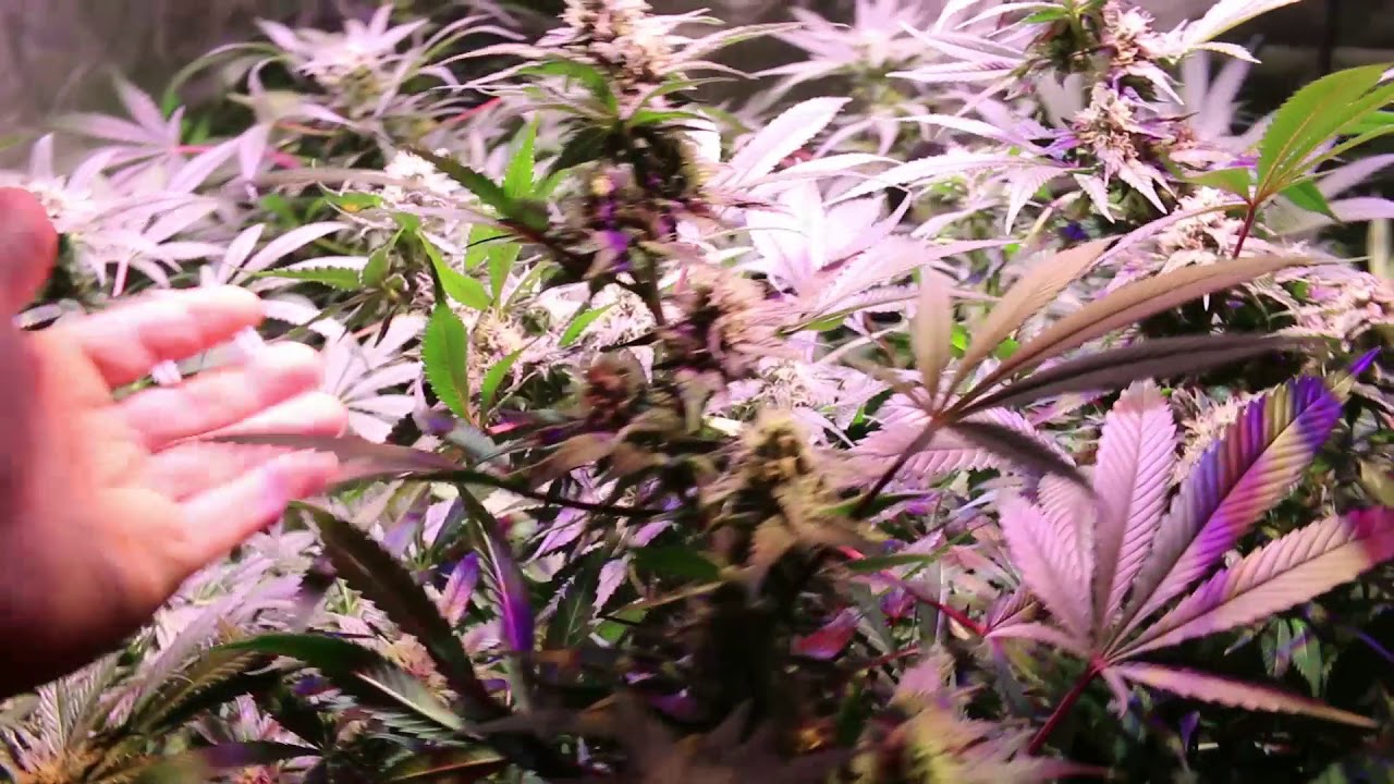 Seed to Harvest Optic 6 LED Documentary- Cannabis Garden Update 11