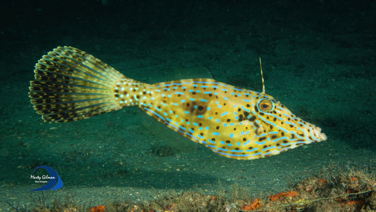 Sea Images Slide Show