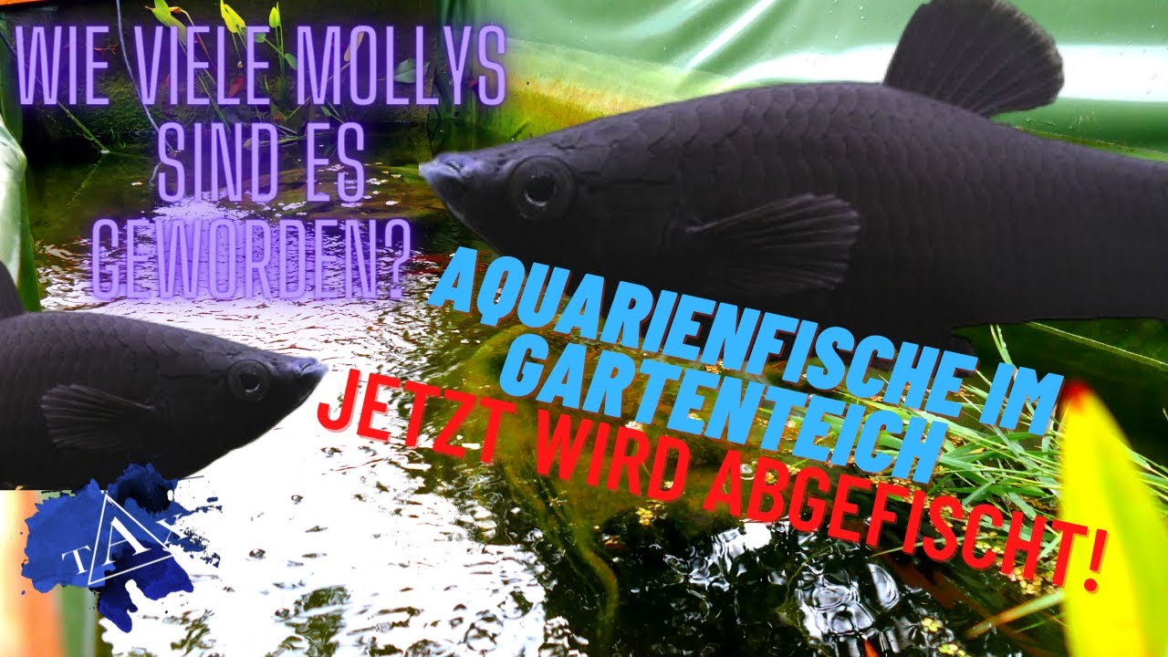 Aquarienfische im Gartenteich JETZT WIRD ABGEFISCHT! I TAX