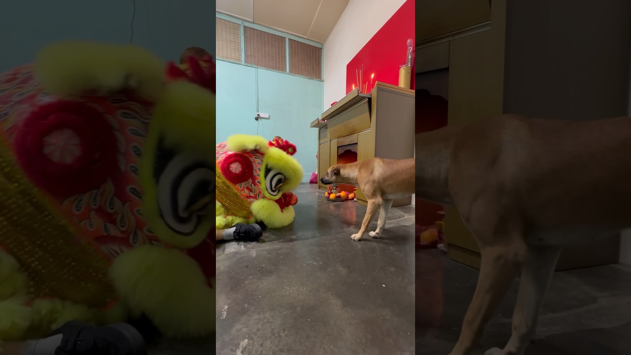 Dog and lion dance #chinesefestival #rurallife #cny2024