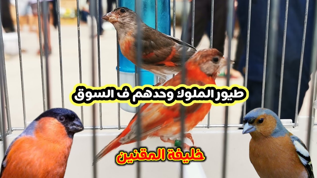 طيور نادرة في سوق الحراش اليوم | الدغناش