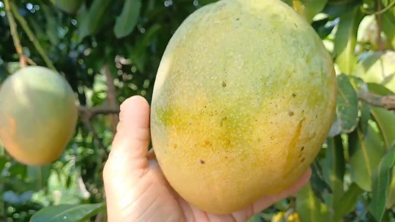 você sabe o nome dessa manga 🥭 gigante e muito doce