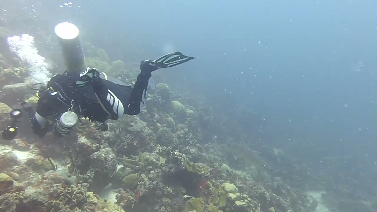 Scuba Diving Bonaire – Bachelors Beach 1