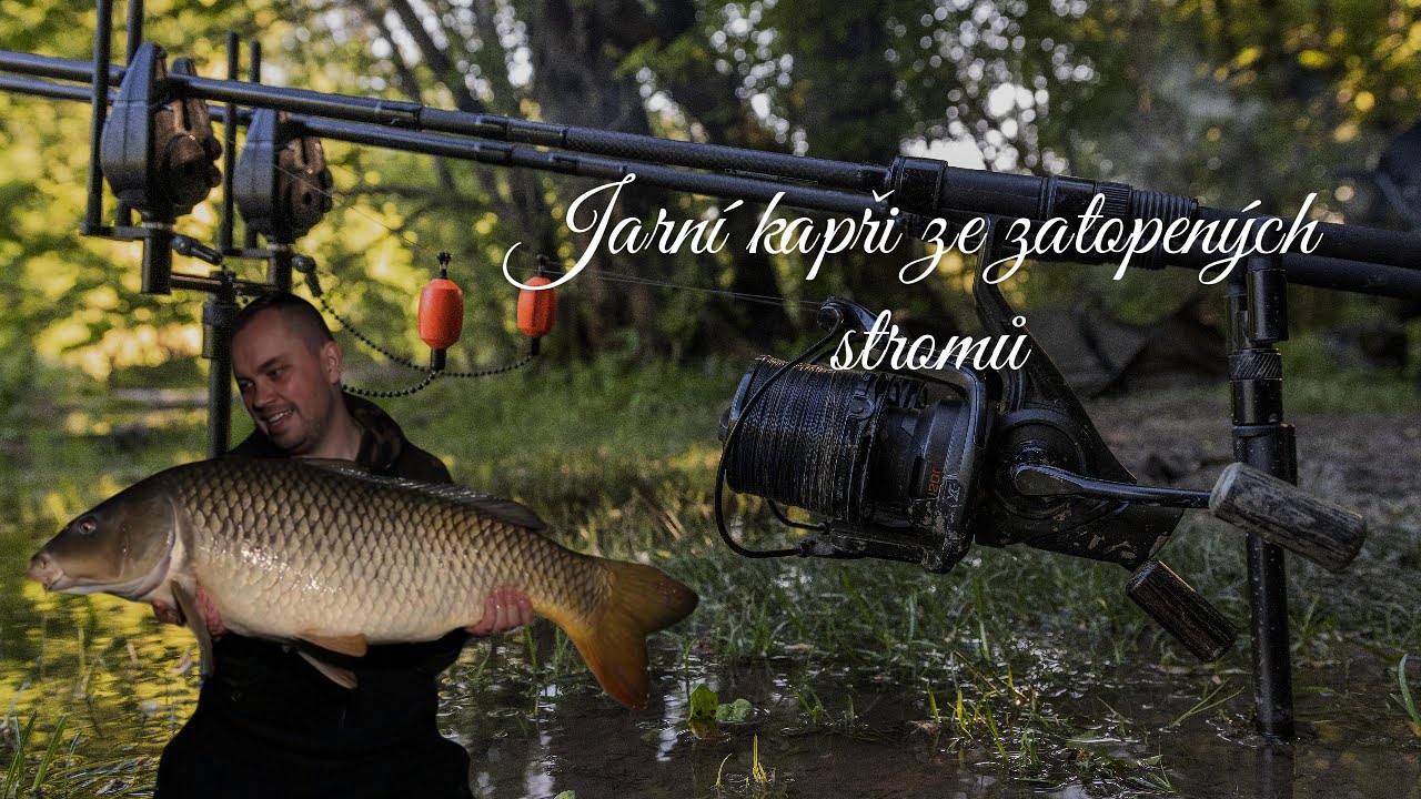 Jarní kapři ze zatopených stromů - Michal Šibor