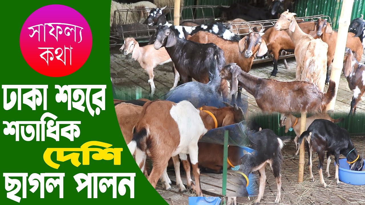 ঢাকা শহরে ১৫০ টি দেশি ছাগলের খামার | ব্ল্যাক বেঙ্গল ছাগল পালন পদ্ধতি | Black Bengal Goat Farming