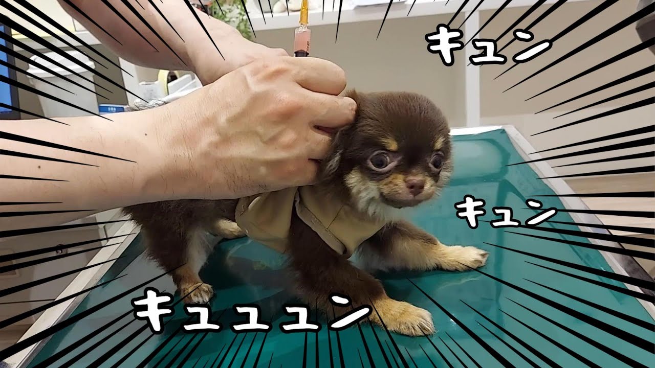 子犬チワワが注射で泣く