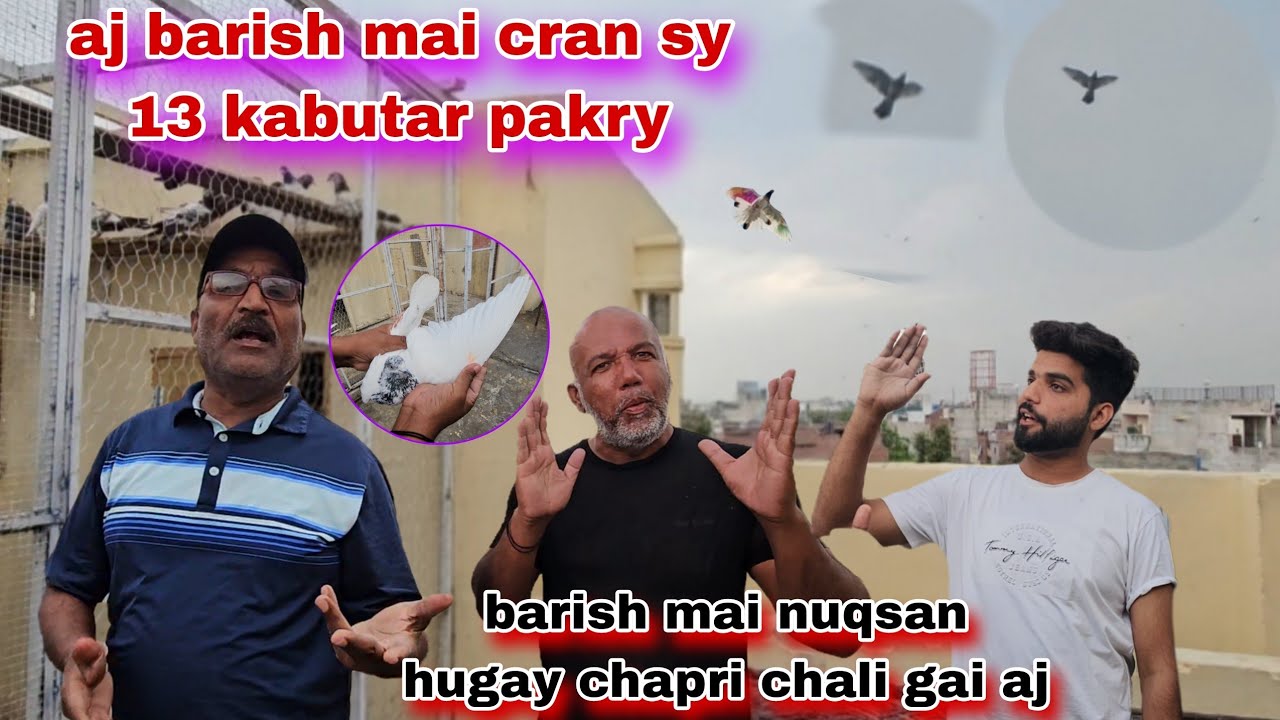 Barish ki waja sy bara nuqsan hugay aj🥲cran sy 13 kabutar pakry aj mila lut leya