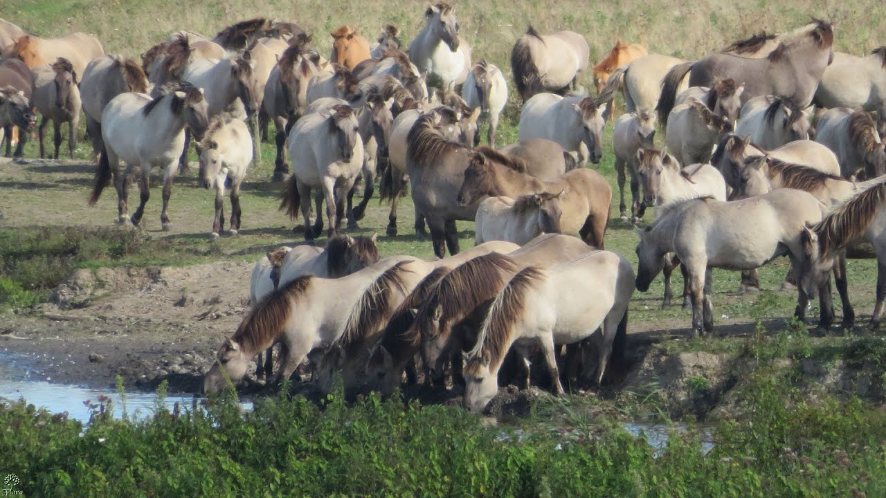 👉️(•◡•)👉️Koniks in beweging in de Oostvaardersplassen-Film👈(•◡•)👈
