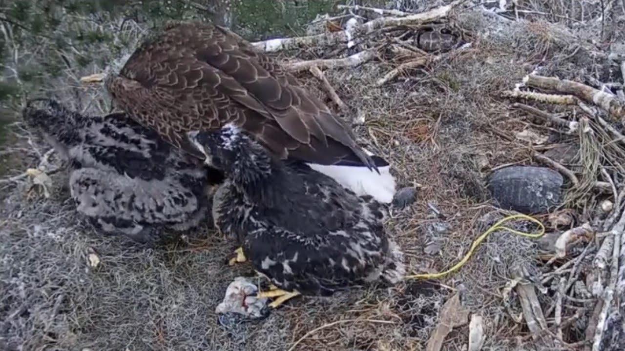 Big eaglet tries to bonk small eaglet during feeding | Kisatchie National Forest E-1 | Mar 3, 26