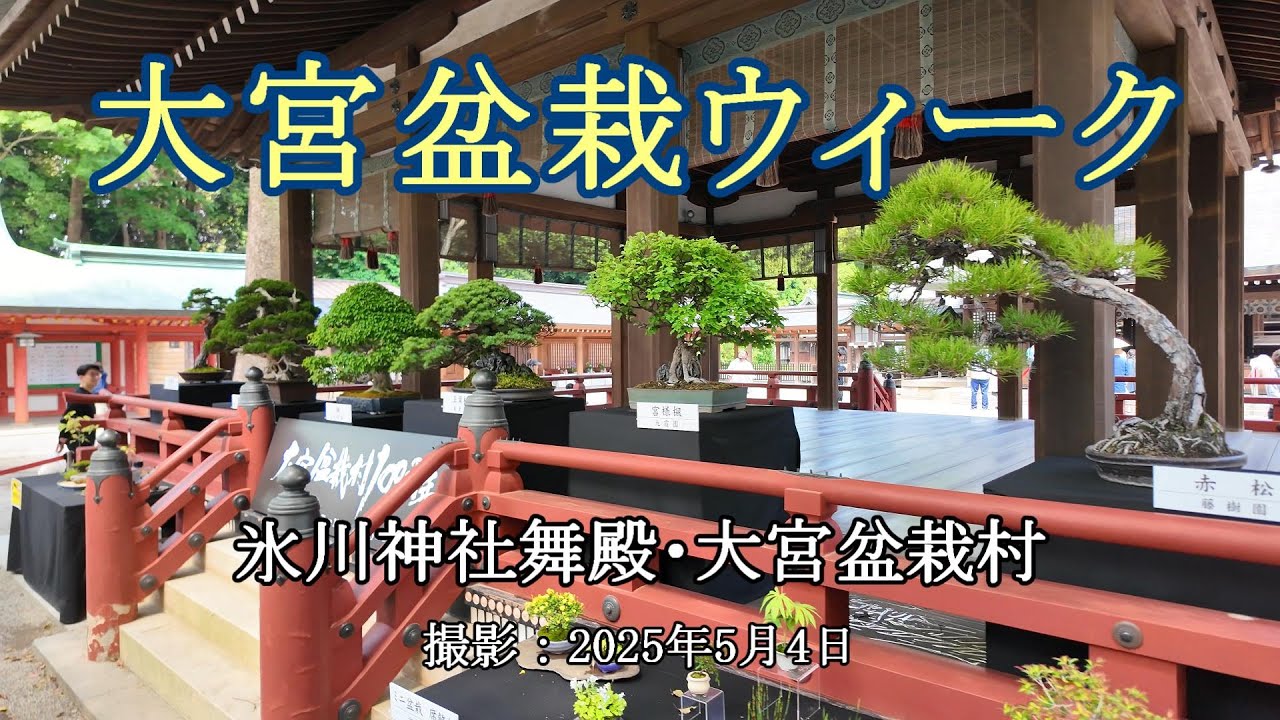大宮盆栽ウィーク [4K] Omiya Bonsai Week