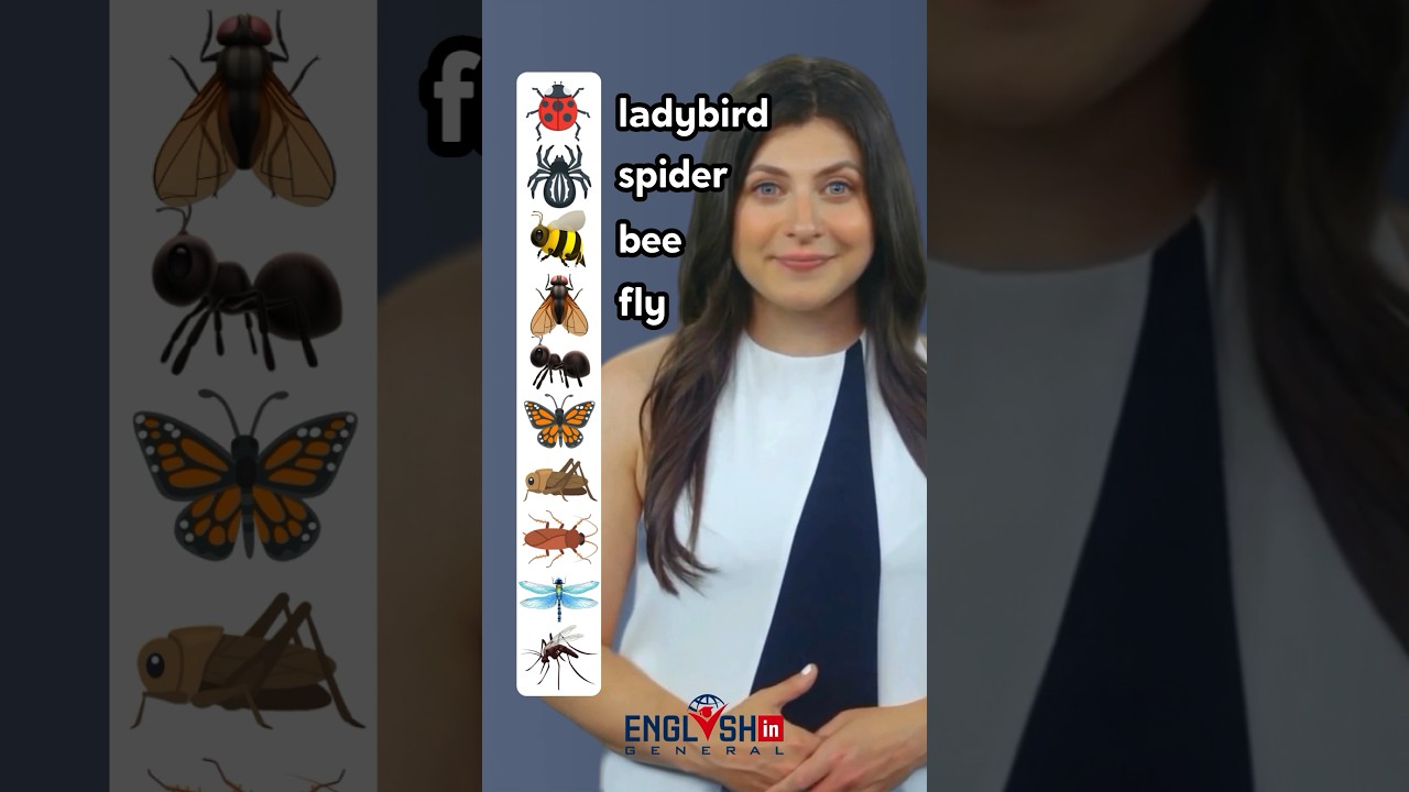 Insects Vocabulary in English