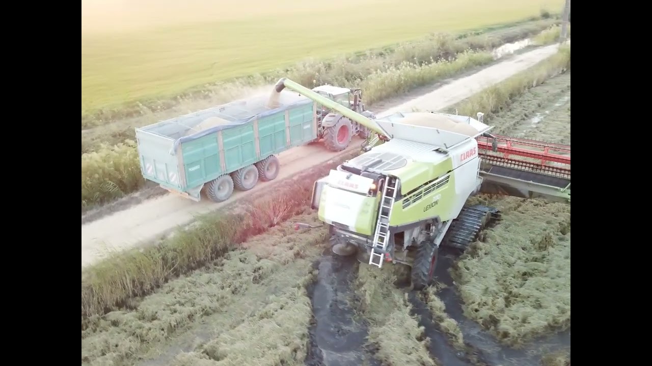 Claas lexion 770 Portugal rice