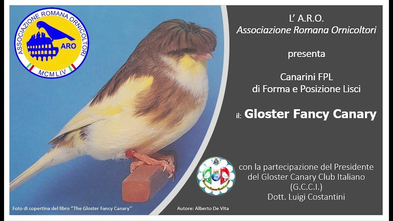 Il Gloster - Parte 3/5 (Gli accoppiamenti),  di Alberto De Vita