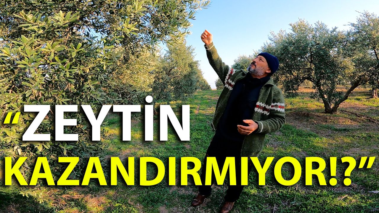 Zeytincilikte Budama ile Maliyetleri Düşürme ve Üretimde Planlama