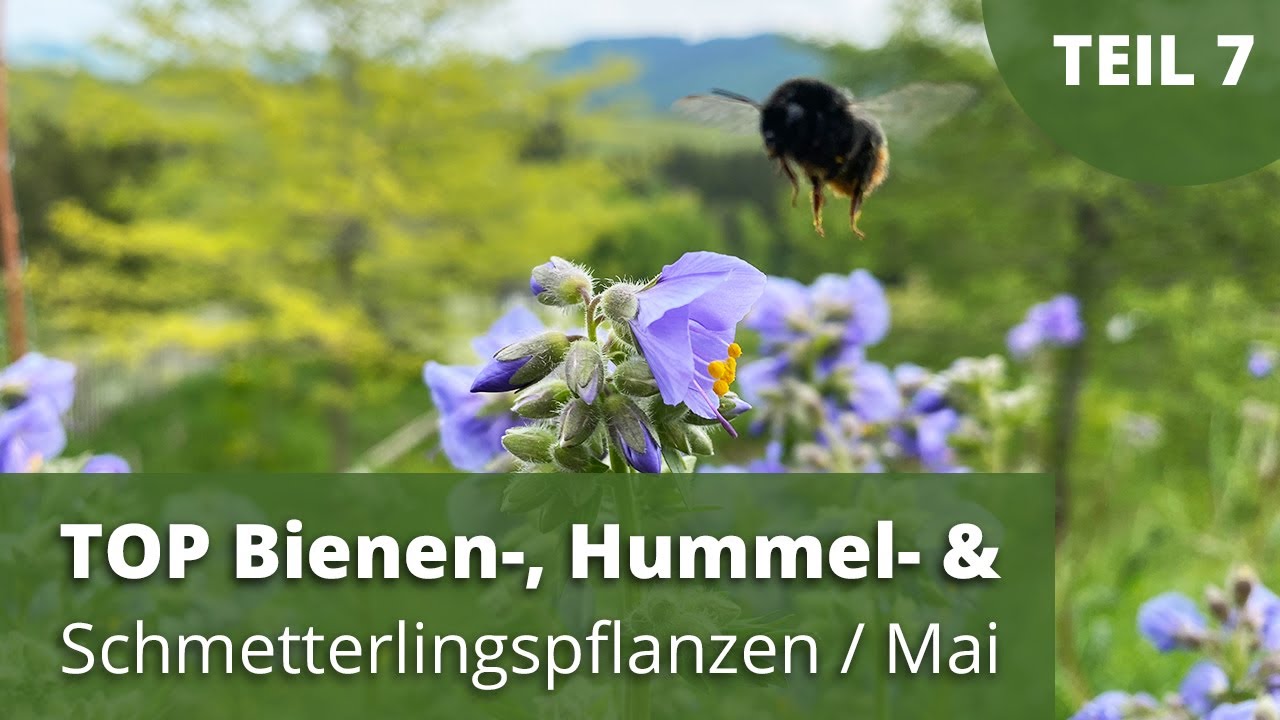 TOP Bienen-, Hummel- und Schmetterlingspflanzen / Mai