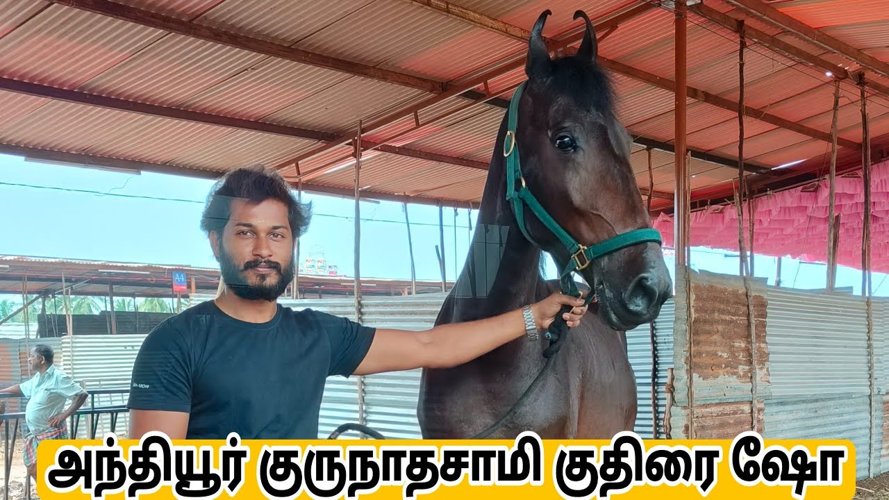 குதிரை வாங்க அந்தியூர் #குதிரை ஷோக்கு போறேன்| ANTHIYUR GURUNATHASAMY #HORSESHOW |