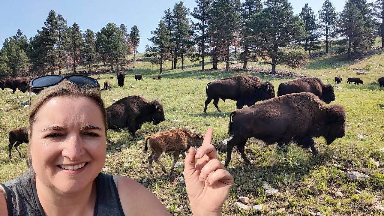 Massive BISON HERDS & Exploring CUSTER STATE PARK l Black Hills of South Dakota l American Buffalo