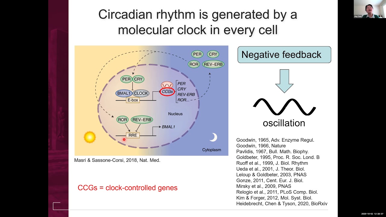 VTLSS: A Mathematical Study of Circadian Rhythmicity in Poly(A) Tail Length with Dr. Jing Chen