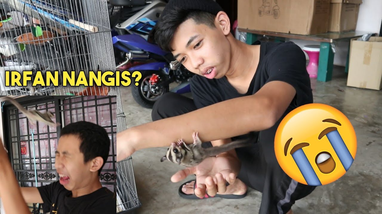 YANG KORANG INGIN KAN, MANDIKAN DAN MAIN DENGAN SUGAR GLIDER SAMPAI IRFAN MENANGIS? | Aniq Samad