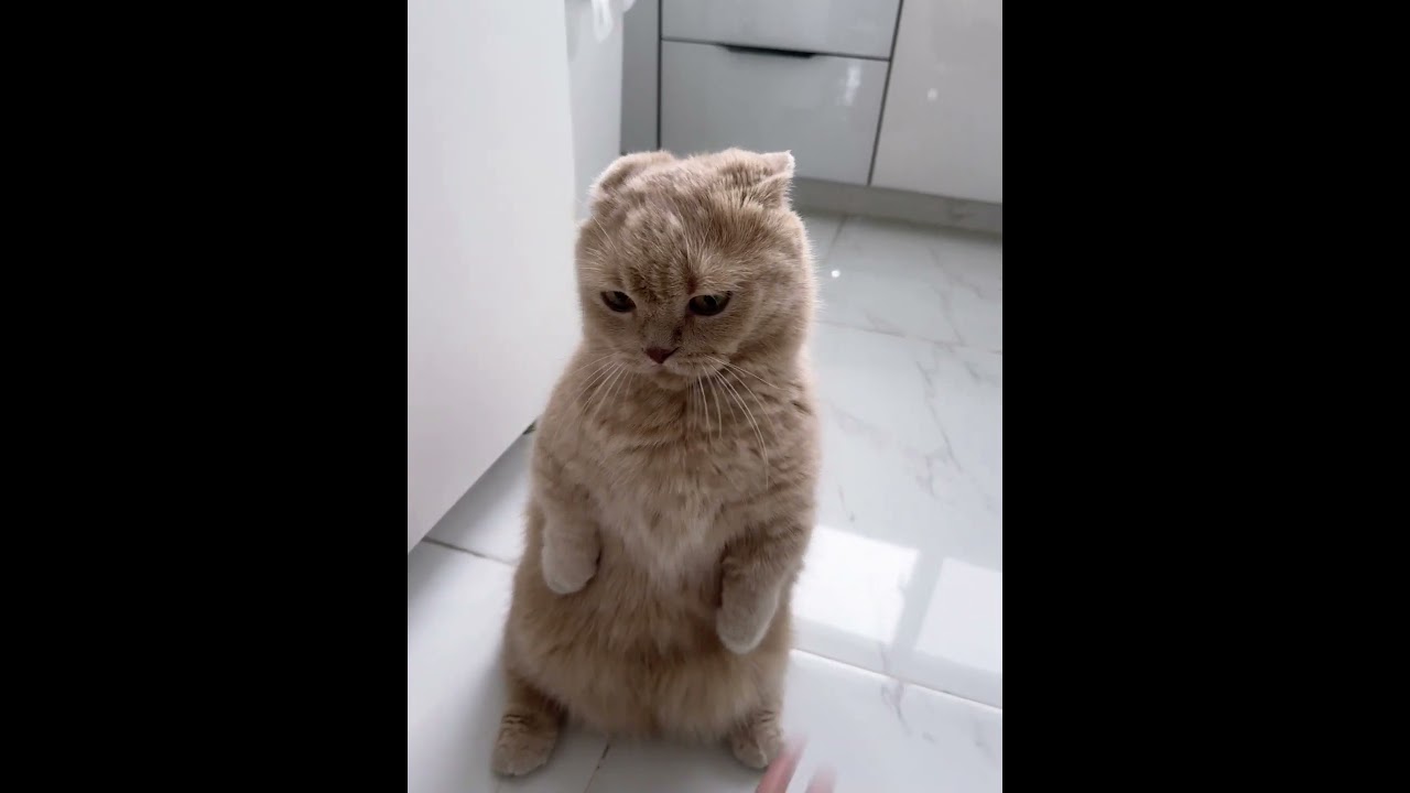 cats with playing #cats #catlovers #cutecompilation