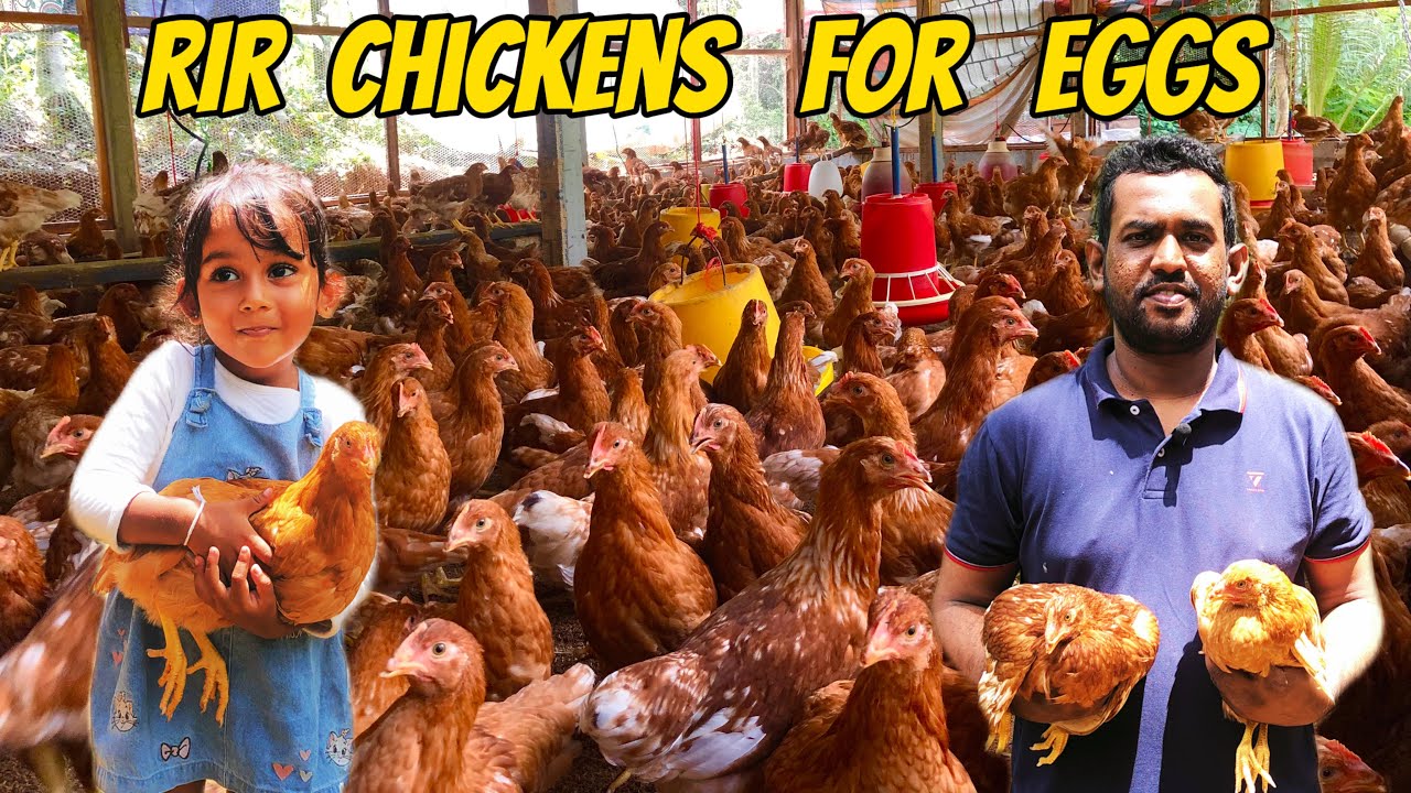 RIR කිකිළි පැටවූ සදා මාසෙකට ලක්ෂ 2 දෙකකට වැඩි ලාබයක් ගන්න පුළුවන් |  ගොවිපලට දැනුම සහ ⁣උසස්ම පැටවුන්