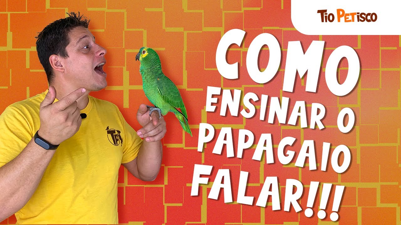 Como ensinar papagaio falar