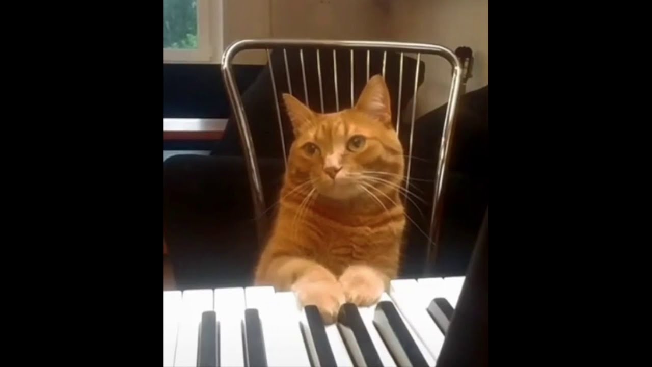 Cat plays piano HARMONIZED