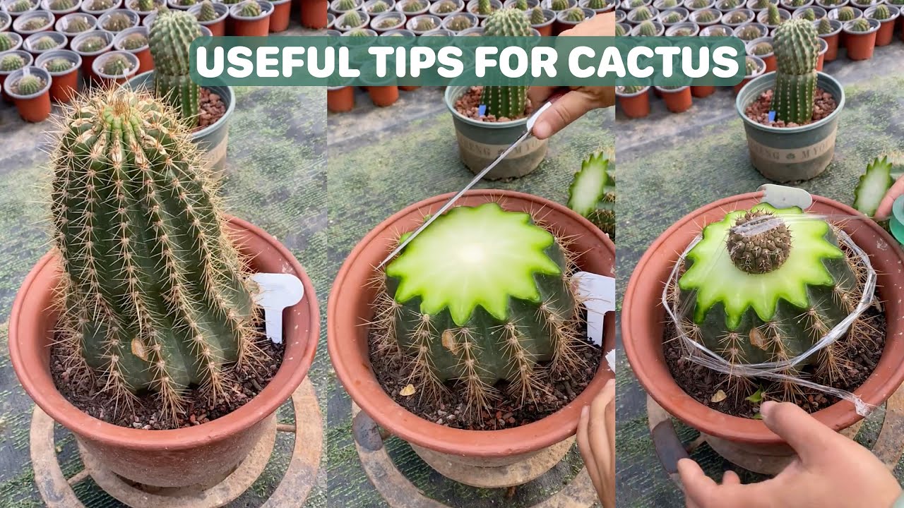 Helpful Tips For Cactus - Part 2 | 선인장 | Cactus Garden