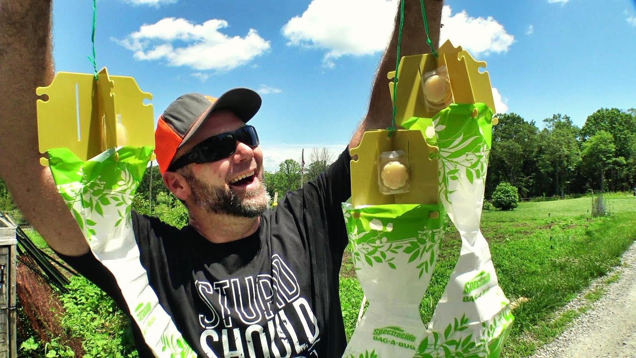 Get rid of Japanese beetles without poison chemicals or sprays!