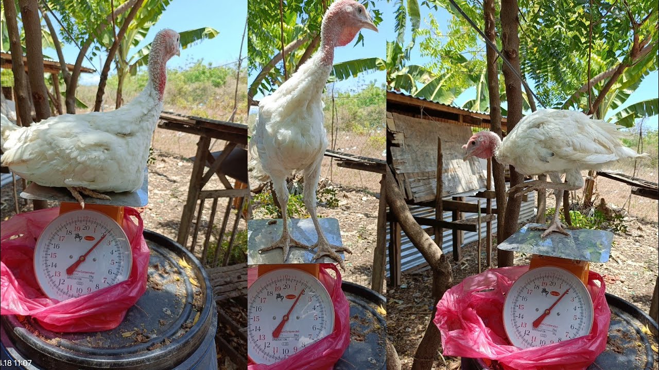 ANG LAKI NG KAIBAHAN NG LOCAL SA HYBRID TURKEY update sa aking pabohan