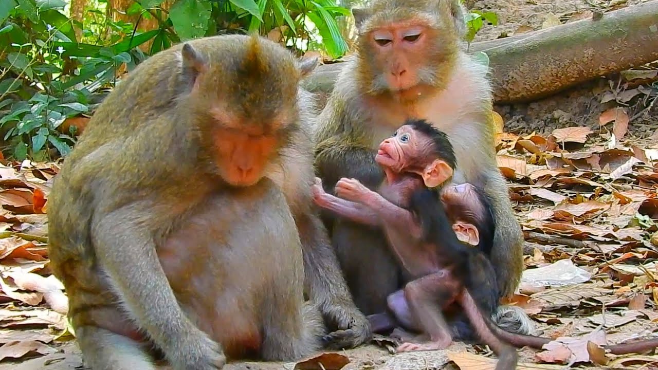 Never Stop Moving Baby Monkey Toddler With Most Lazy Mom | Best Clip Newborn Baby Monkey Lovely