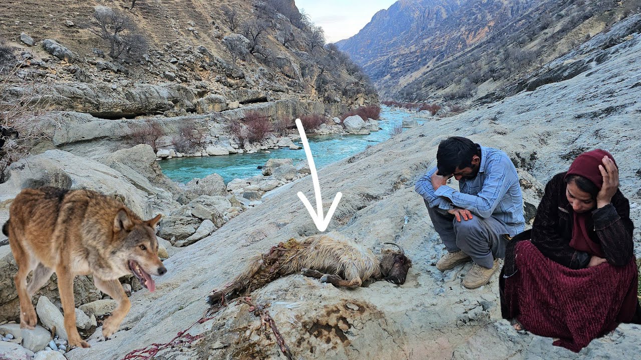 🐐🌄 Nomadic goat hunting by wolf 🌬️🐺