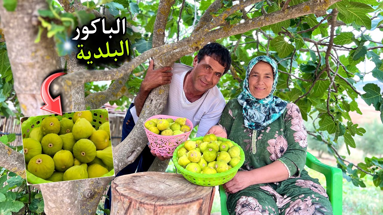 جني فاكهة الباكور و تحضير الحرشة بالاعشاب الطبيعية