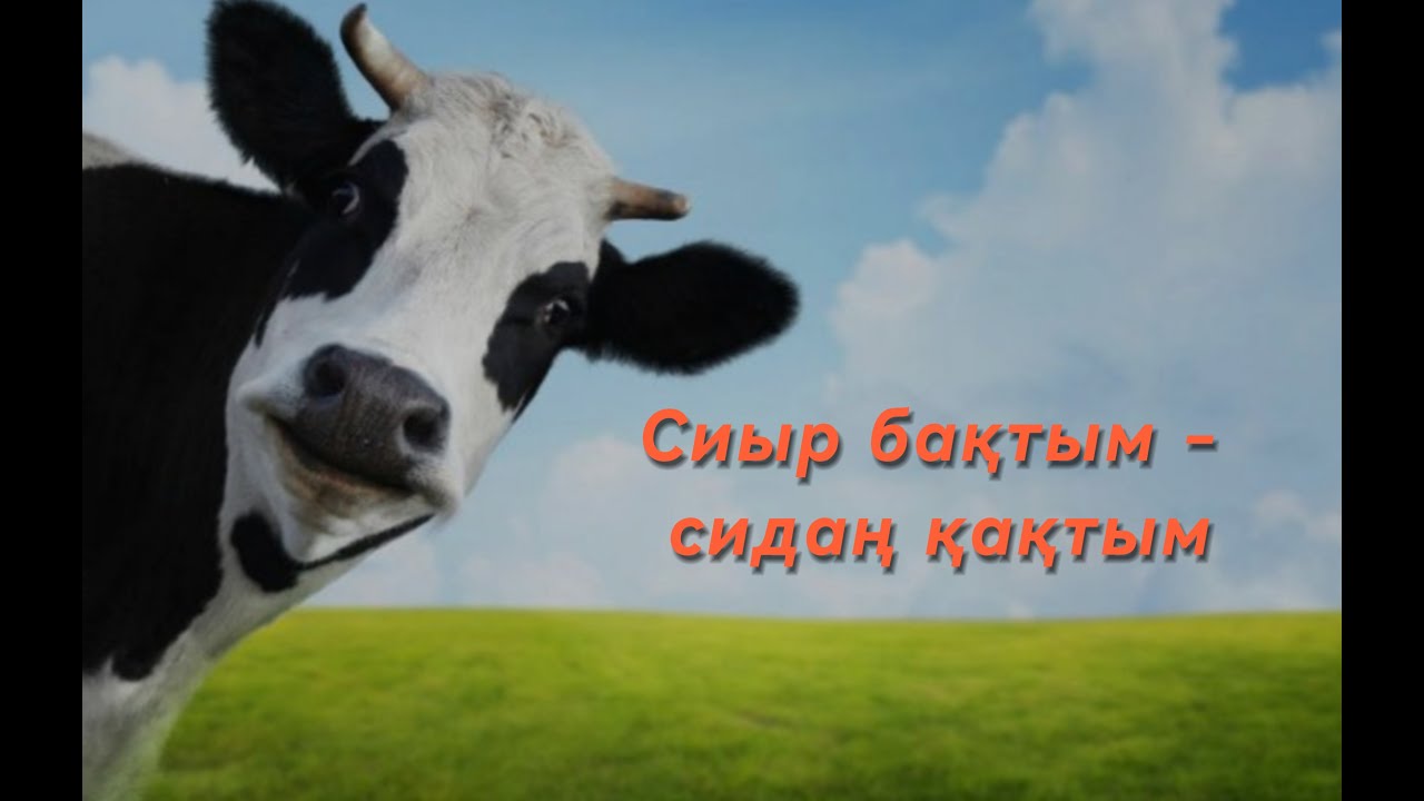 Сиыр еті. Математикалық сауаттылық. Регата. 2024