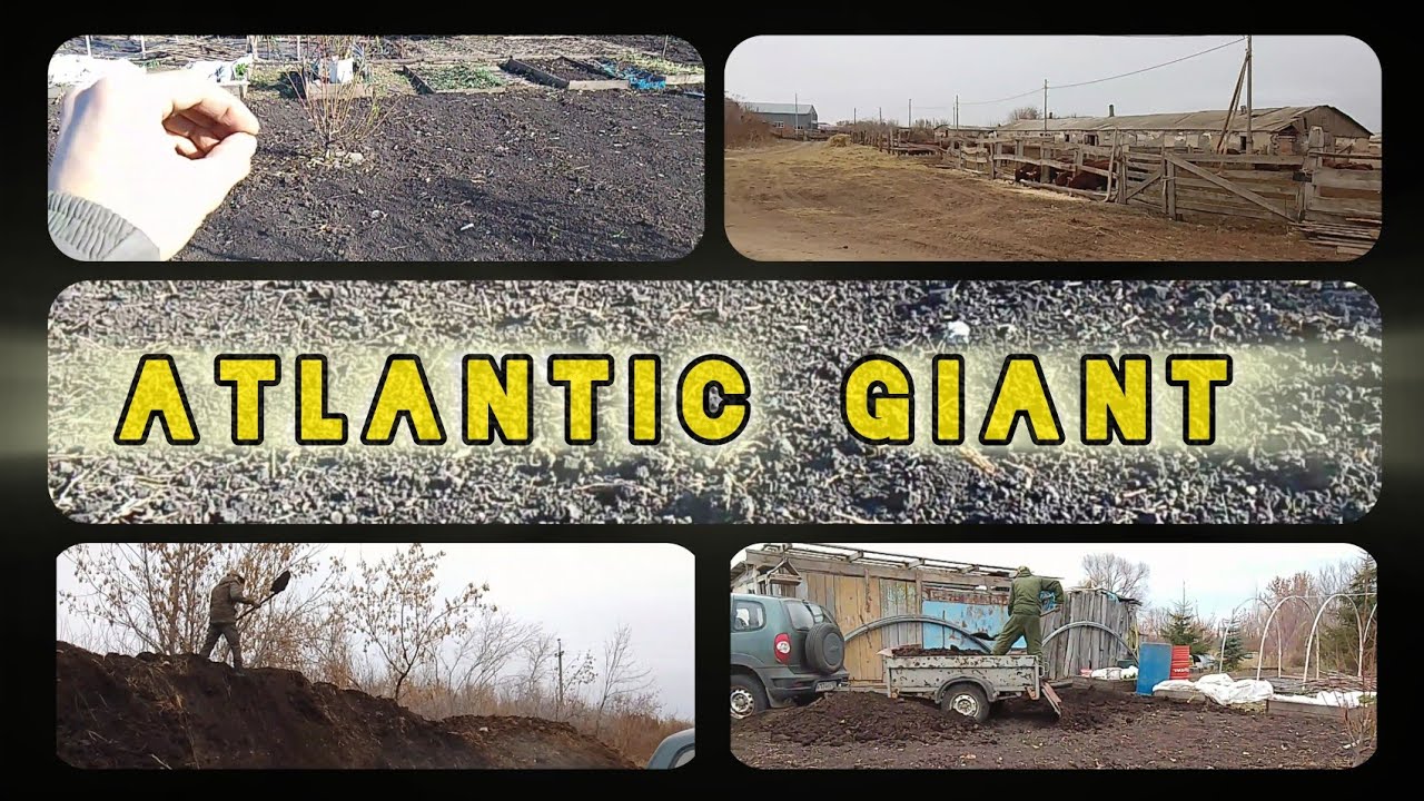 🧑‍🌾 1. Подготовка к новому сезону. Атлантический Гигант [Atlantic Giant] Сезон 2025 г.