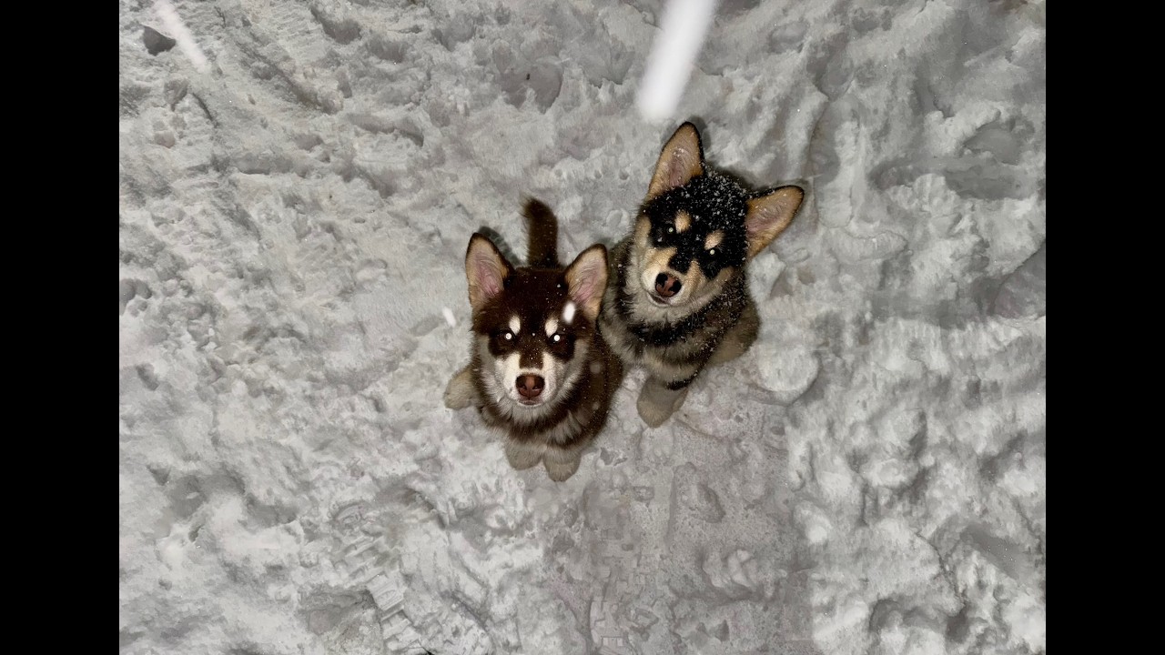 Alaskan Malamute Brother & Sister Play Time !! 🐺🐶#live #dog #husky #puppy