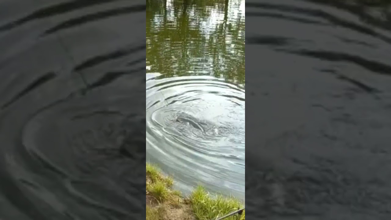 Vissen #fish #hengelsport