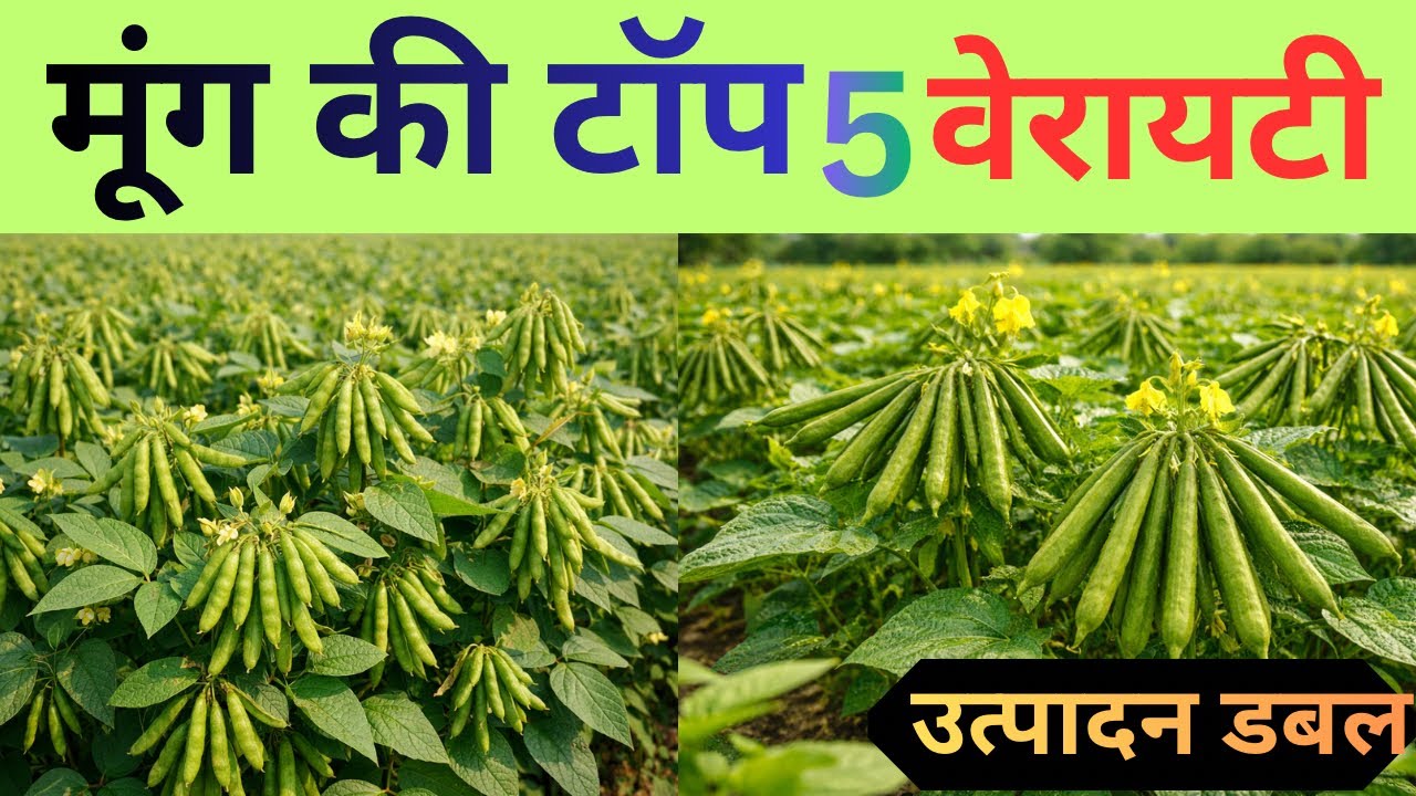 Moong Ki top 5 variety / ￼मूंग की टॉप 5 वैरायटी । मूंग की नई किस्में