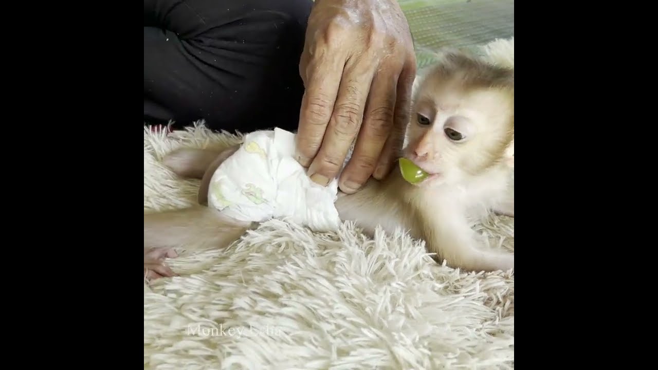 Dad wears diaper for baby monkey Esha after take a bath.