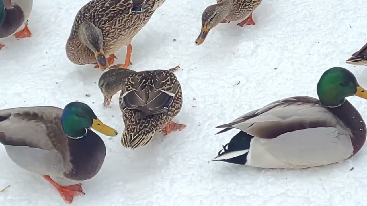 Winter in Canada | Ducks That Chose to Stay