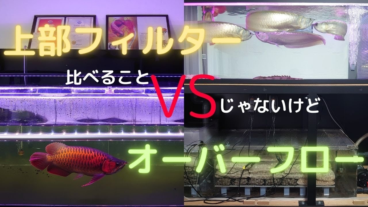 上部フィルターとオーバーフローどっちが使いやすい？？＃熱帯魚＃アクアリウム＃アロワナ＃アジアアロワナ