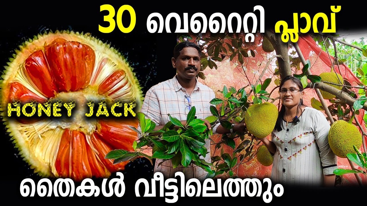 HONEY JACK|30 വെറൈറ്റി പ്ലാവ് |1000 വെറൈറ്റി EXOTIC PLANTS | അതിശയിപ്പിക്കുന്ന നഴ്സറി| EXOTIC PLANTS