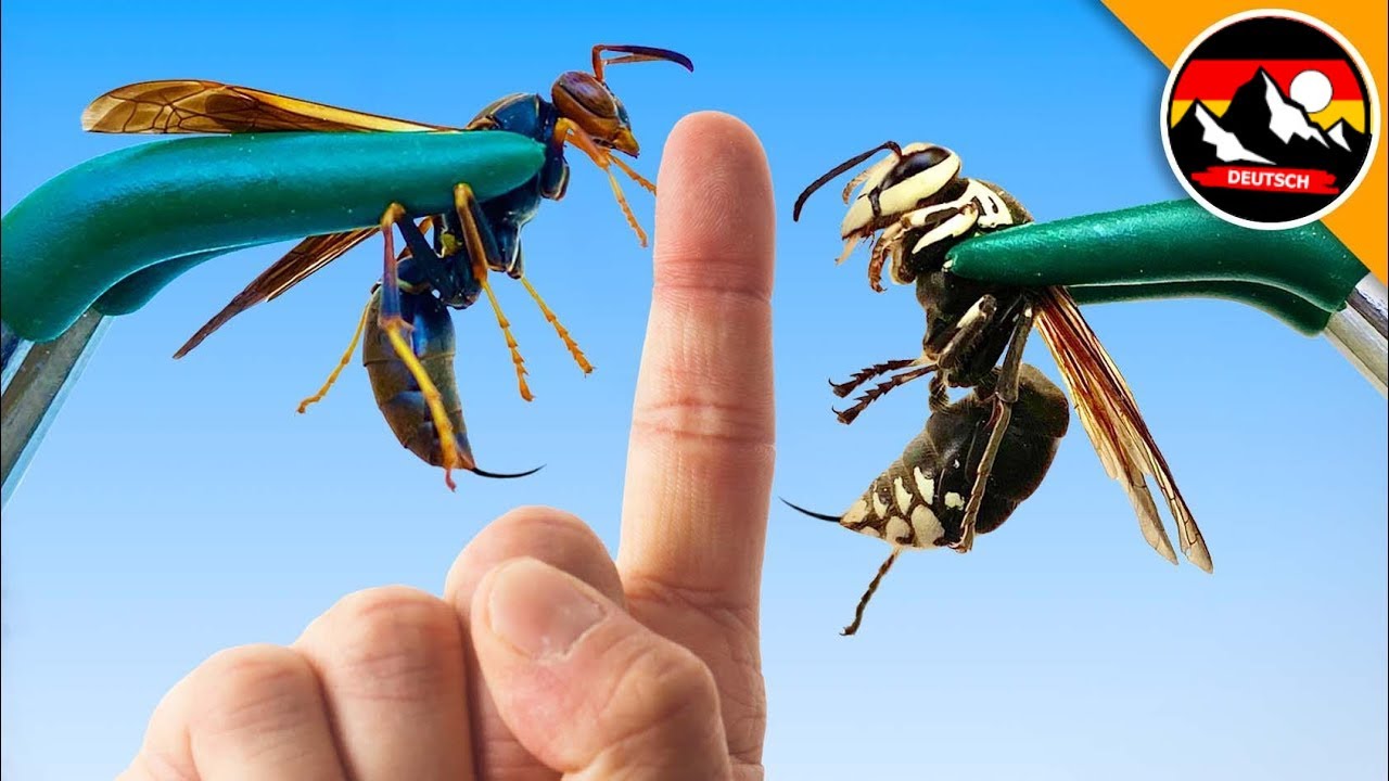 ZWEIMAL gestochen! Papierwespe vs Hornisse! Insektenstiche vergleichen | Brave Wilderness Deutsch