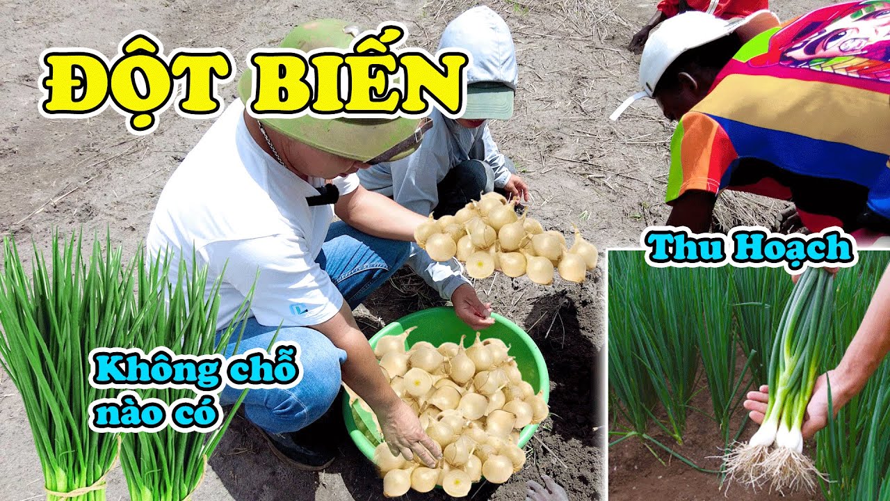 Đông Paulo || Thu Hoạch Hành Tăm 