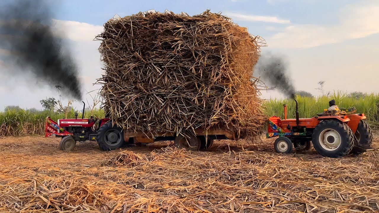 Massey Ferguson 385 and Alghazi Tractor pulling sugarcane trolley 