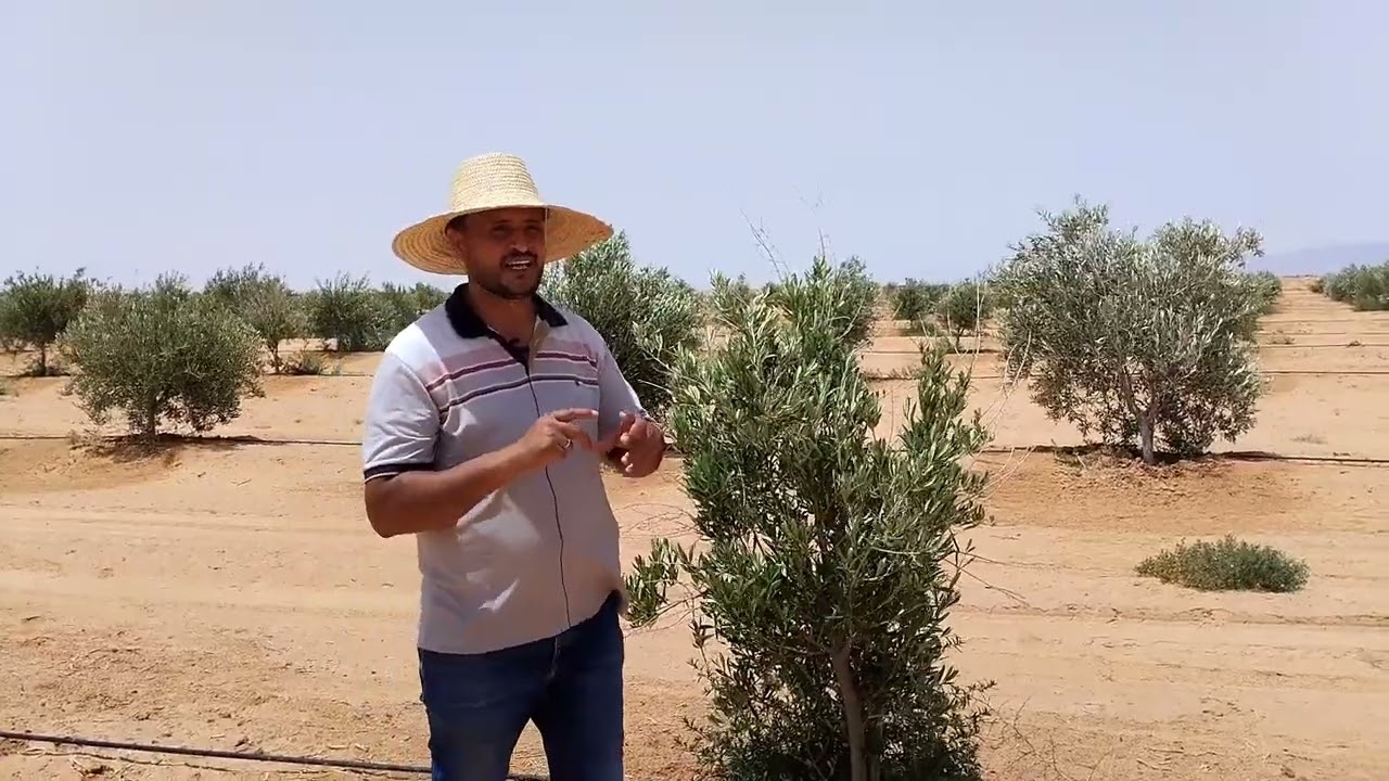 الممارسات الفنية السليمة أثناء الري بالمياه المالحة لشجرة الزيتون