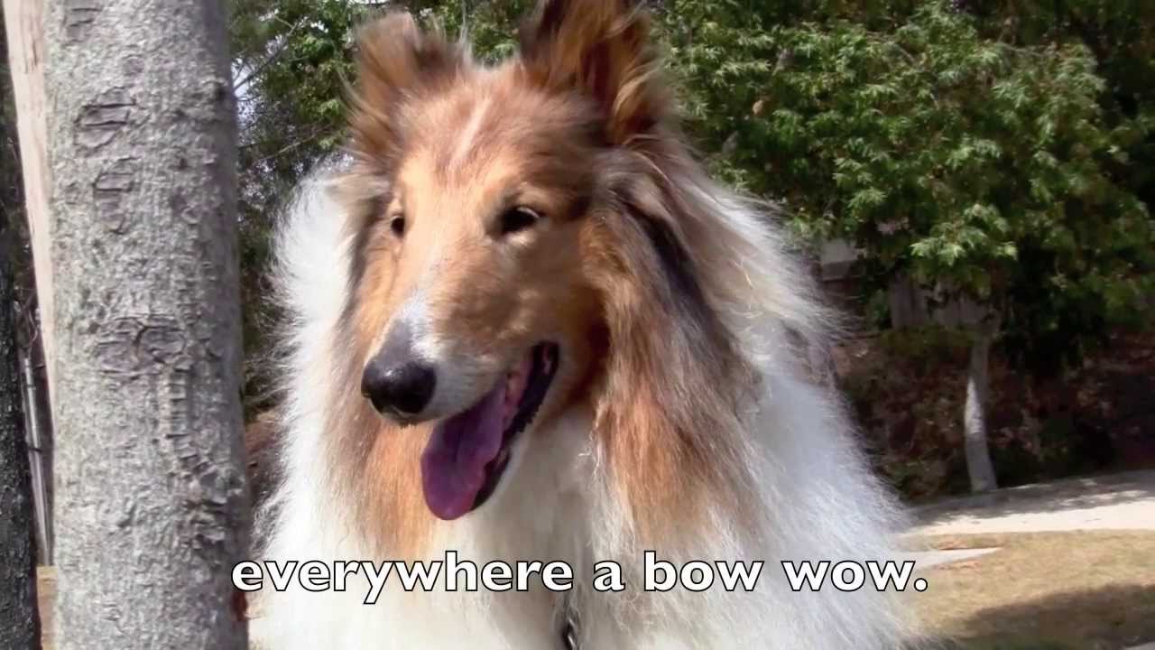 Old MacDonald Had A Farm Song #2 - Sing-a-long with Lyrics - Real Animals & Lassie Dog