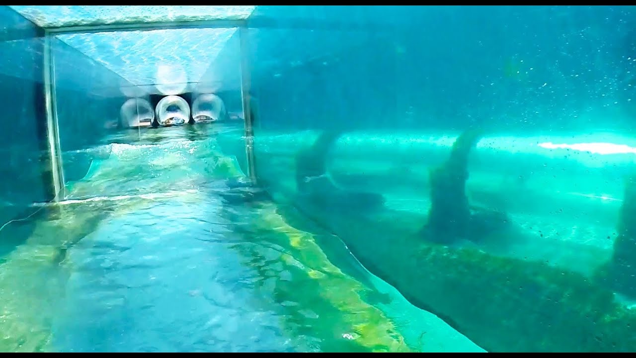 Haaien glijbaan Sharks tank Atlantis Nassau Bahama's HD