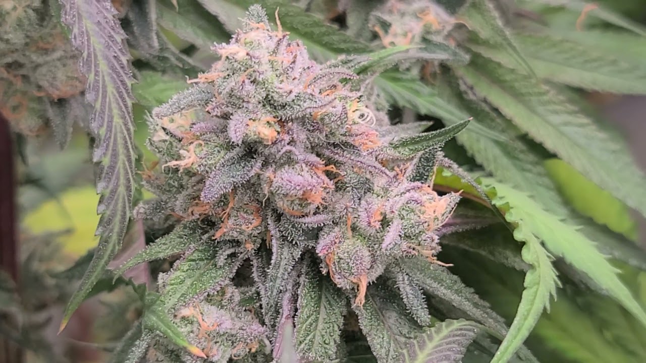 Day 64 | Rainbow Chip - Funky Charms - Slurricane | Exotic Genetix - Archive Seed Bank