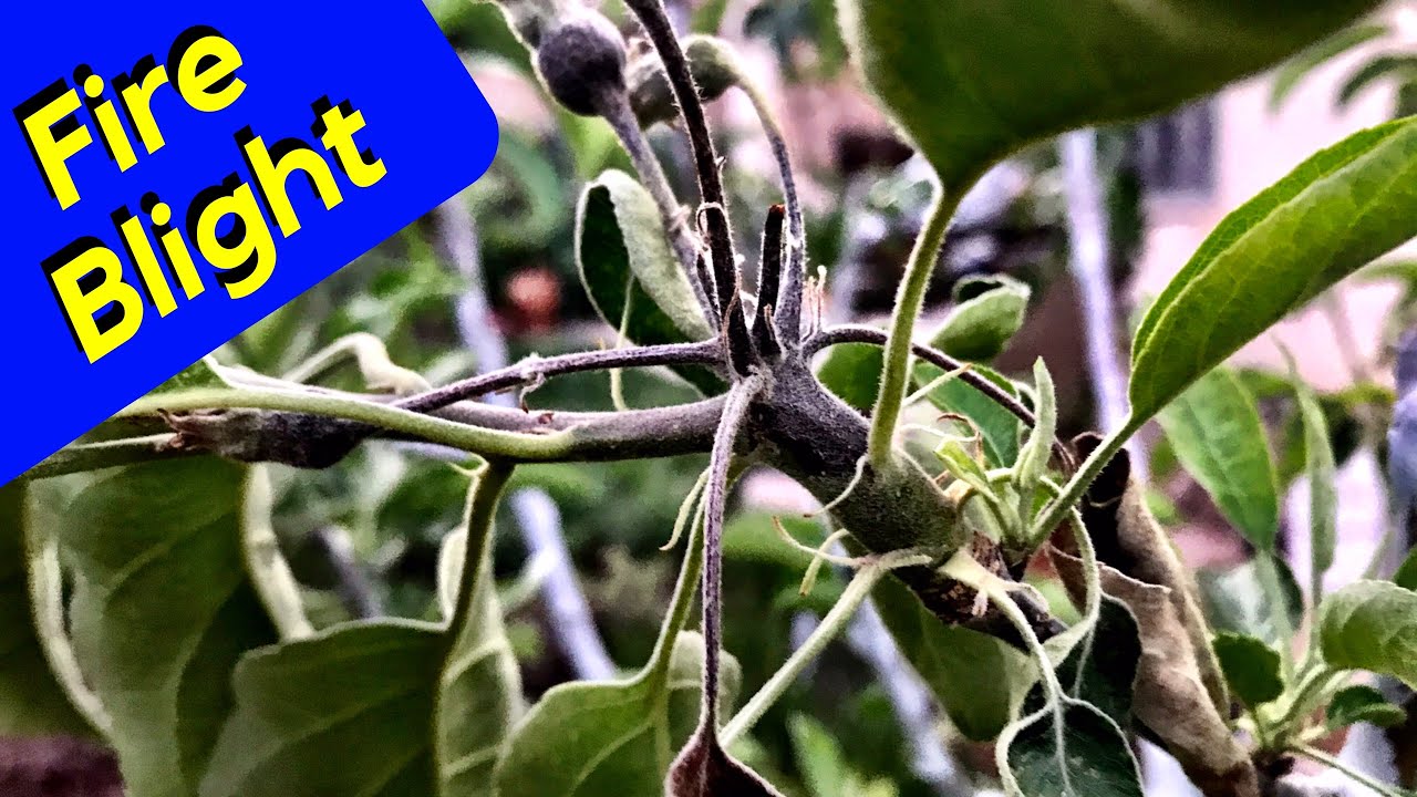 Fire Blight Apple Trees (2019)